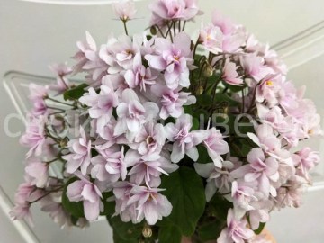 Фиалка Fairy Fountains трейлер